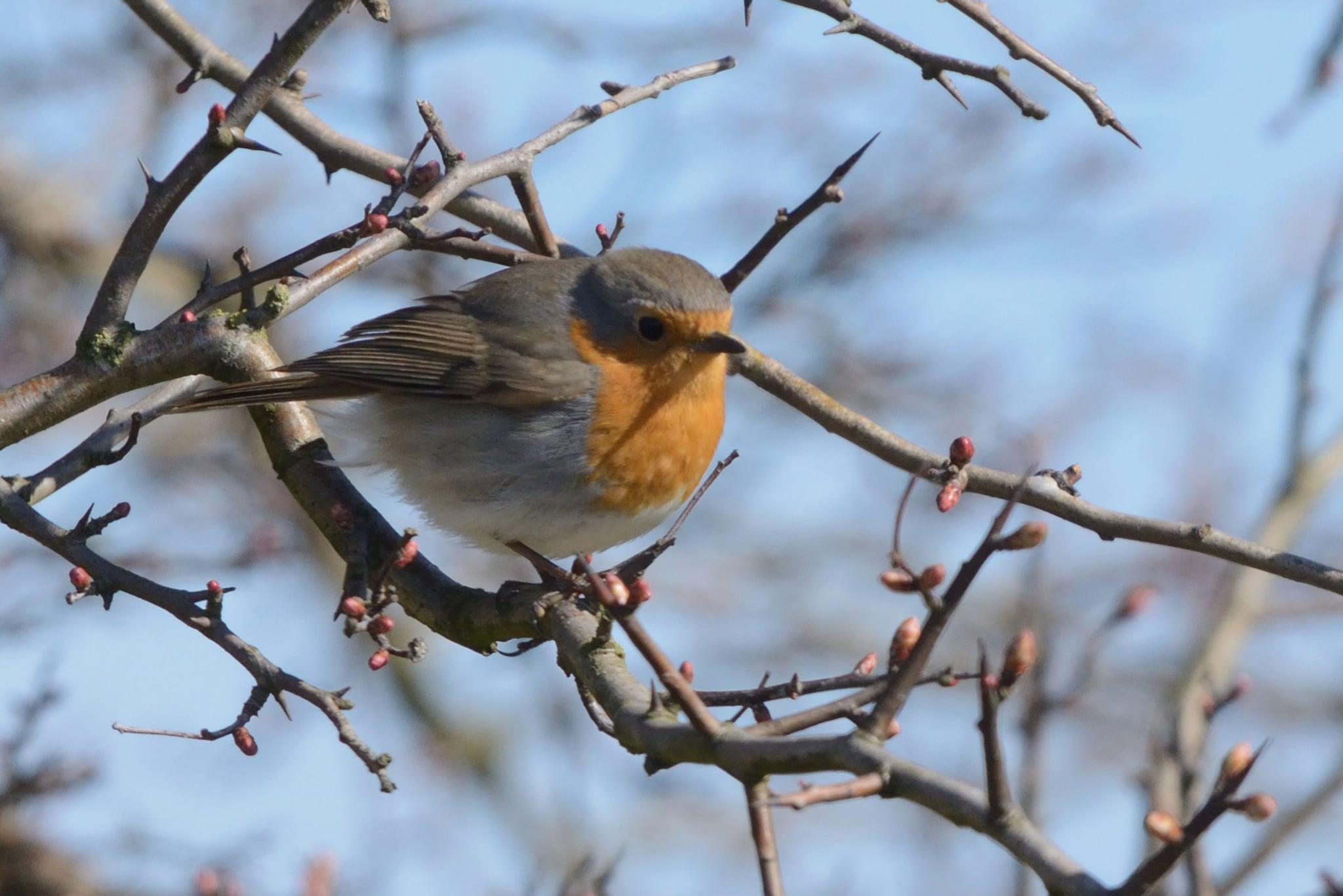 Rödhake. Foto Per Smitterberg
